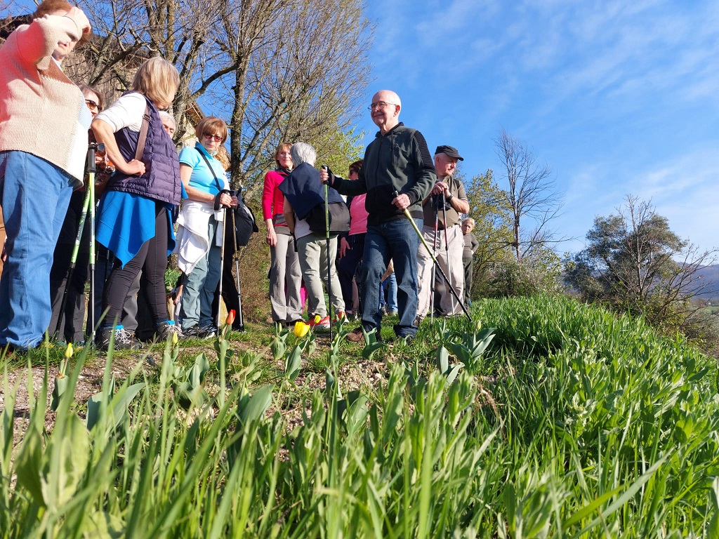 Giovedì 9 aprile ad Albinea la quarta Camminata ai tulipani di Matteo